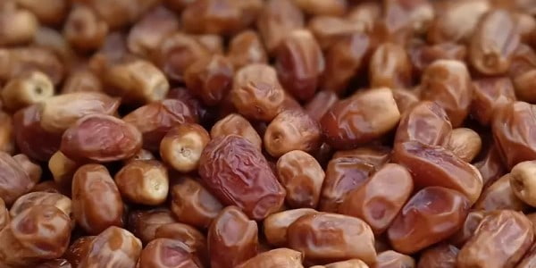 تصویر 5 از قیمت خرما زاهدی زرد + خرید باور نکردنی